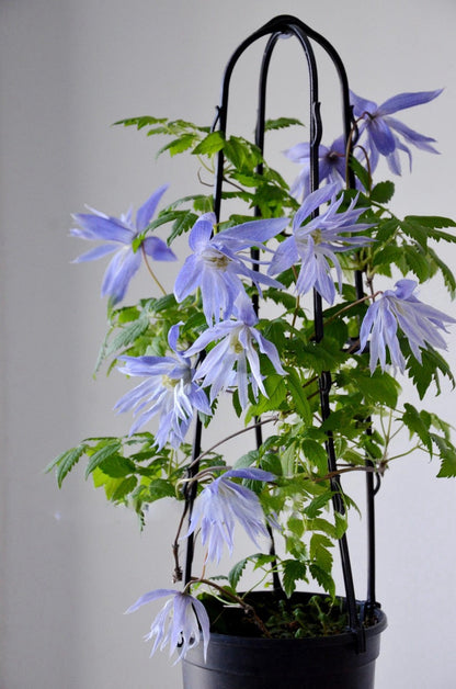 Clematis ‘’Maidwell Hall｜梅德维尔‘’