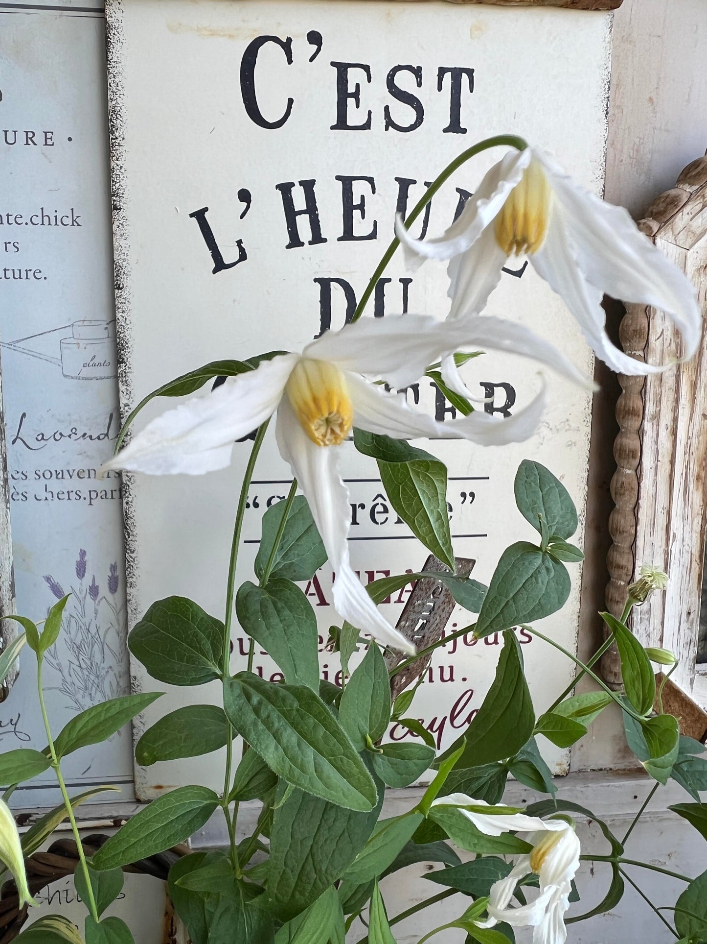 Jasmine Clematis ''Hakuree | ハクレイ| 白麗| 哈库里''
