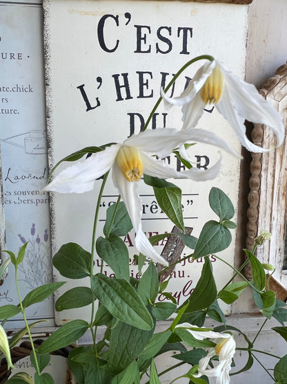 Jasmine Clematis ''Hakuree | ハクレイ| 白麗| 哈库里''
