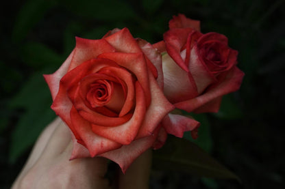 Rare Rose  ’ Yashica｜切花胭脂扣 ｜雅西卡 - New variety