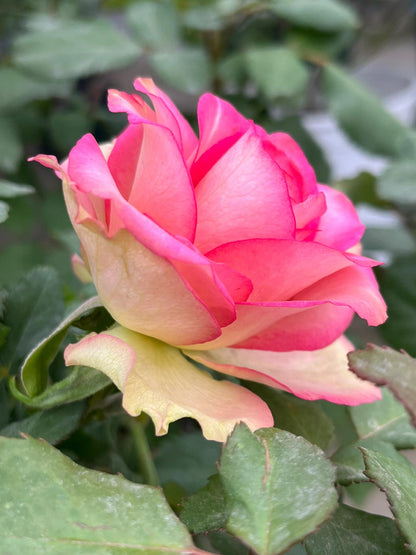 Rose is  ‘ Monroe ｜ 梦露