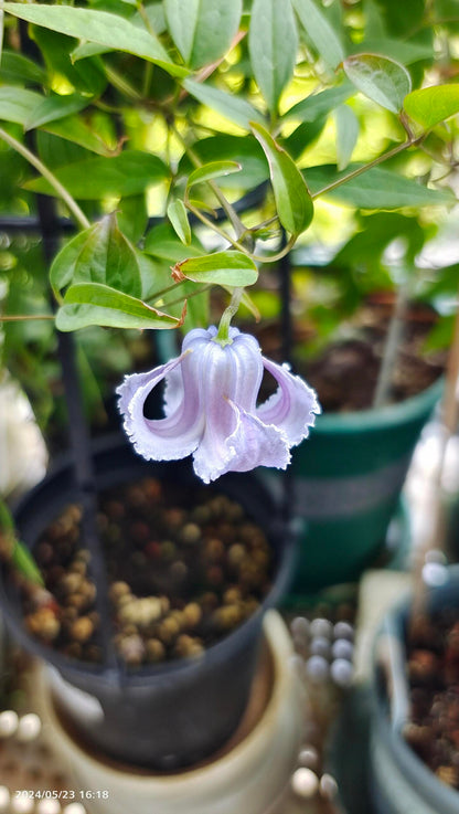 Blue Octopus Clematis ‘’クリスパ・エンジェル| Crispa Angel| 克里斯帕天使| タコクレマチス‘’