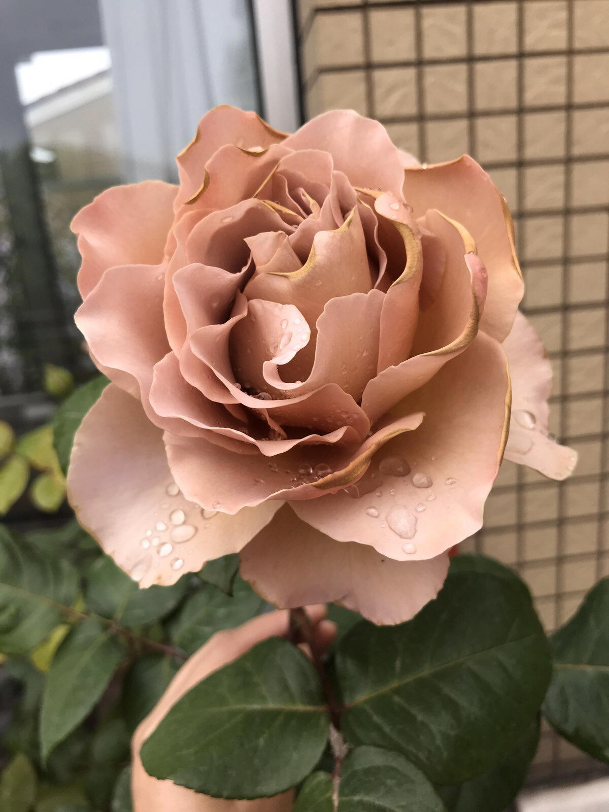 Rose ‘ Caffe Latte  ｜拿铁咖啡‘