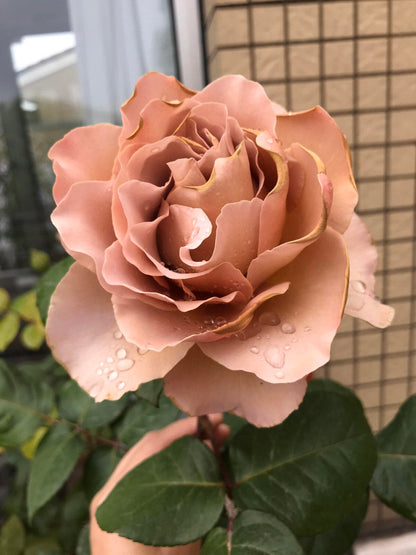 Rose ‘ Caffe Latte  ｜拿铁咖啡‘