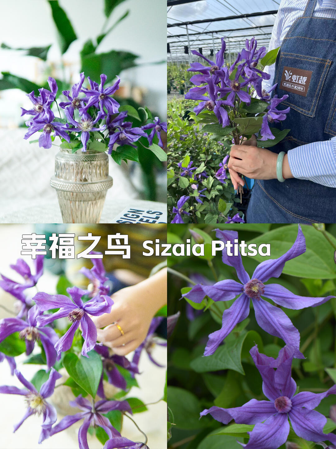 Clematis ' Sizaia Ptitsa｜ 幸福之鸟 ’