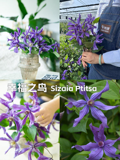 Clematis ' Sizaia Ptitsa｜ 幸福之鸟 ’