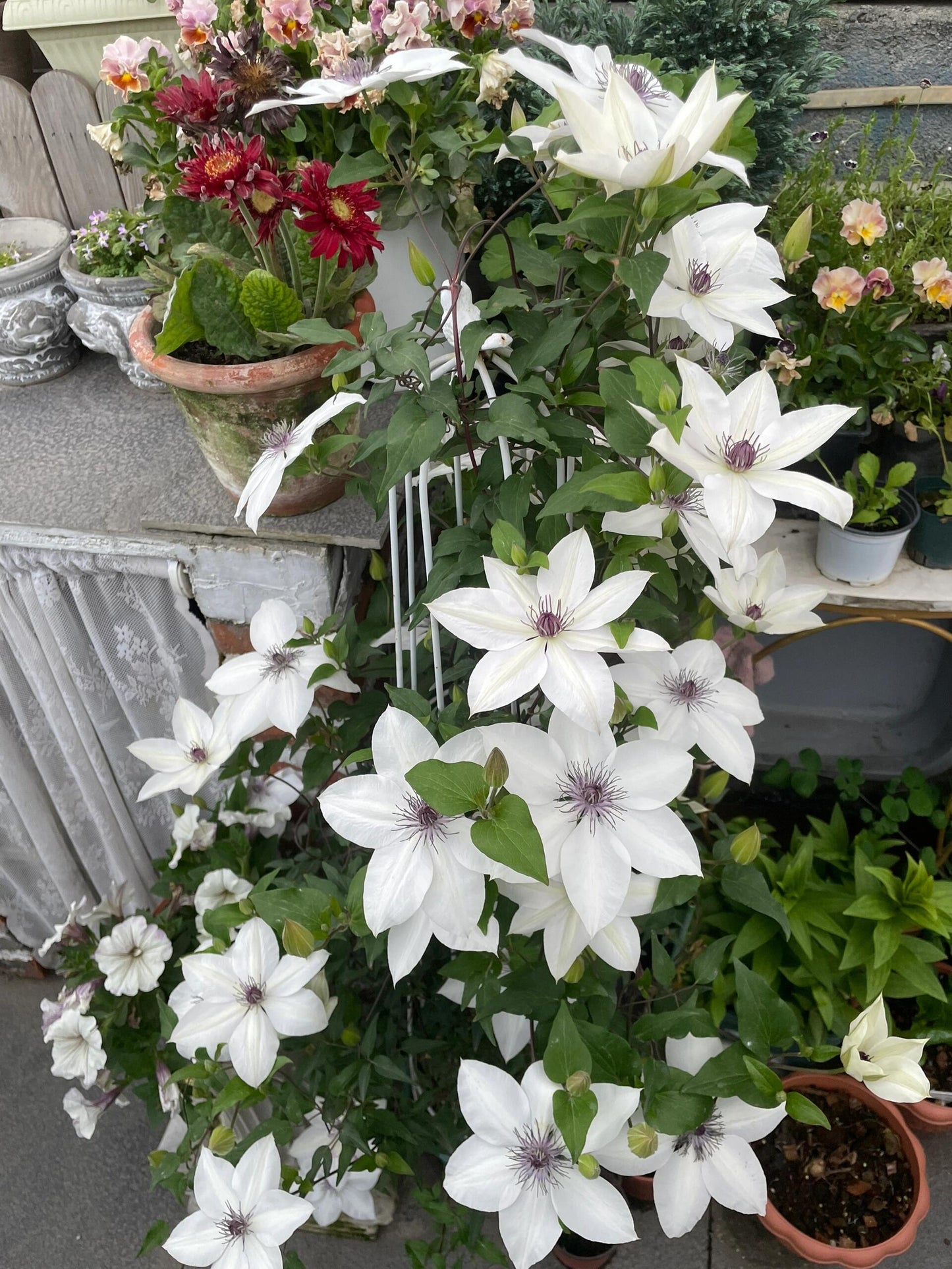 Rare Clematis ‘’Guizi｜摫子‘’