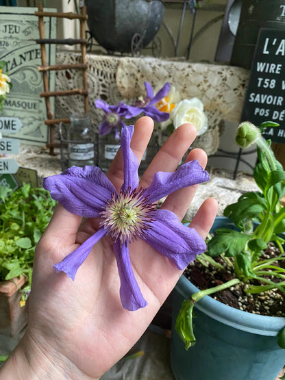 Clematis ' Sizaia Ptitsa｜ 幸福之鸟 ’