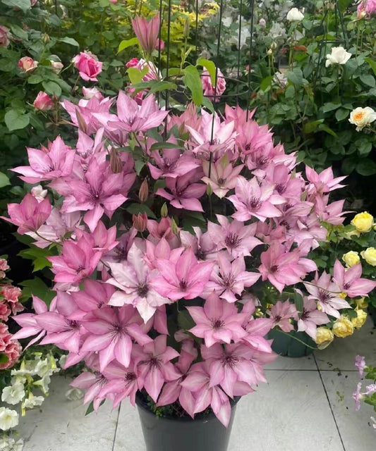 Clematis ''Giselle |吉赛尔''