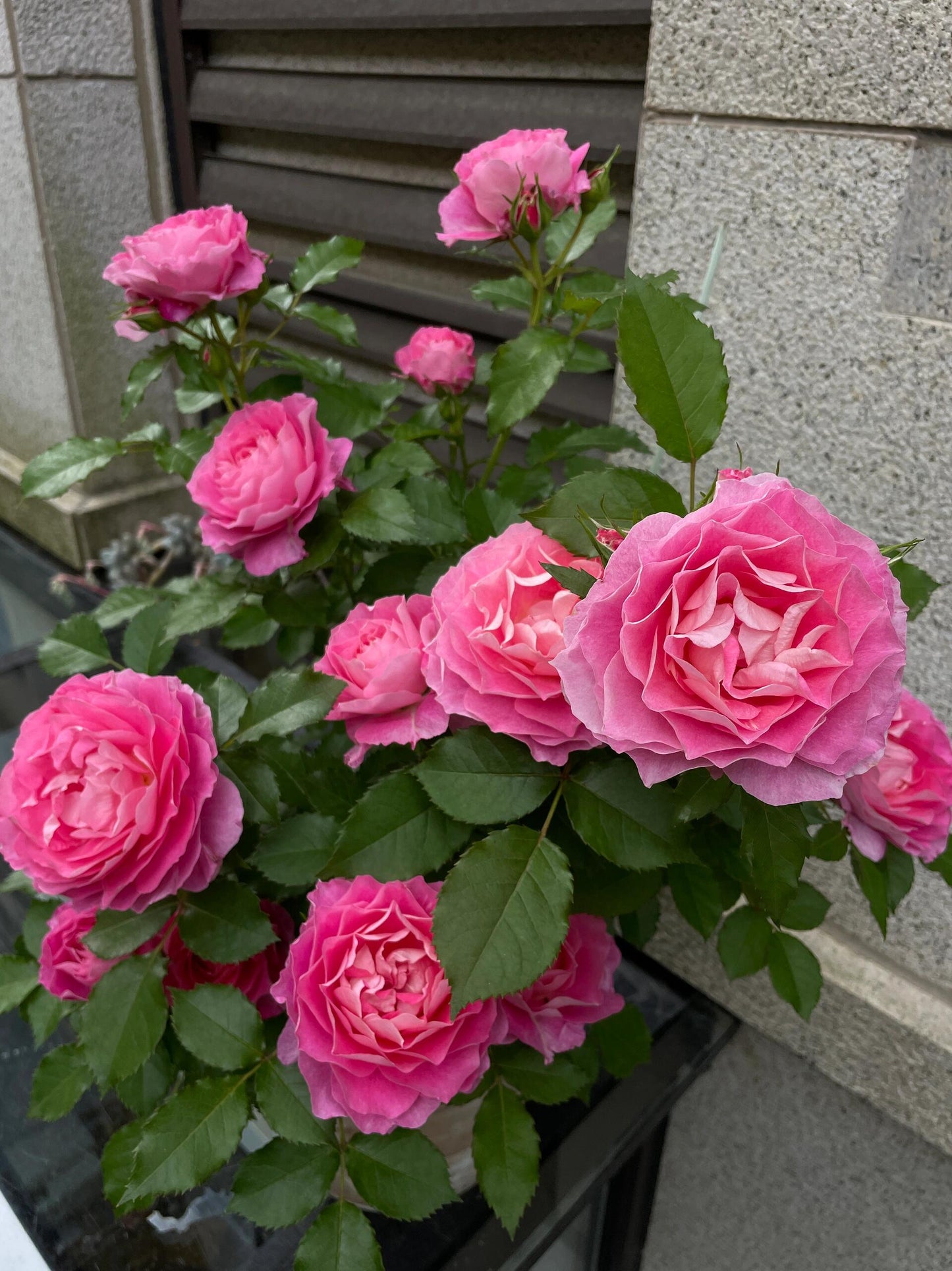 Popular Rose  ‘ Neptune King Terrazza | 海神王 ’