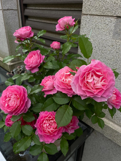 Popular Rose  ‘ Neptune King Terrazza | 海神王 ’