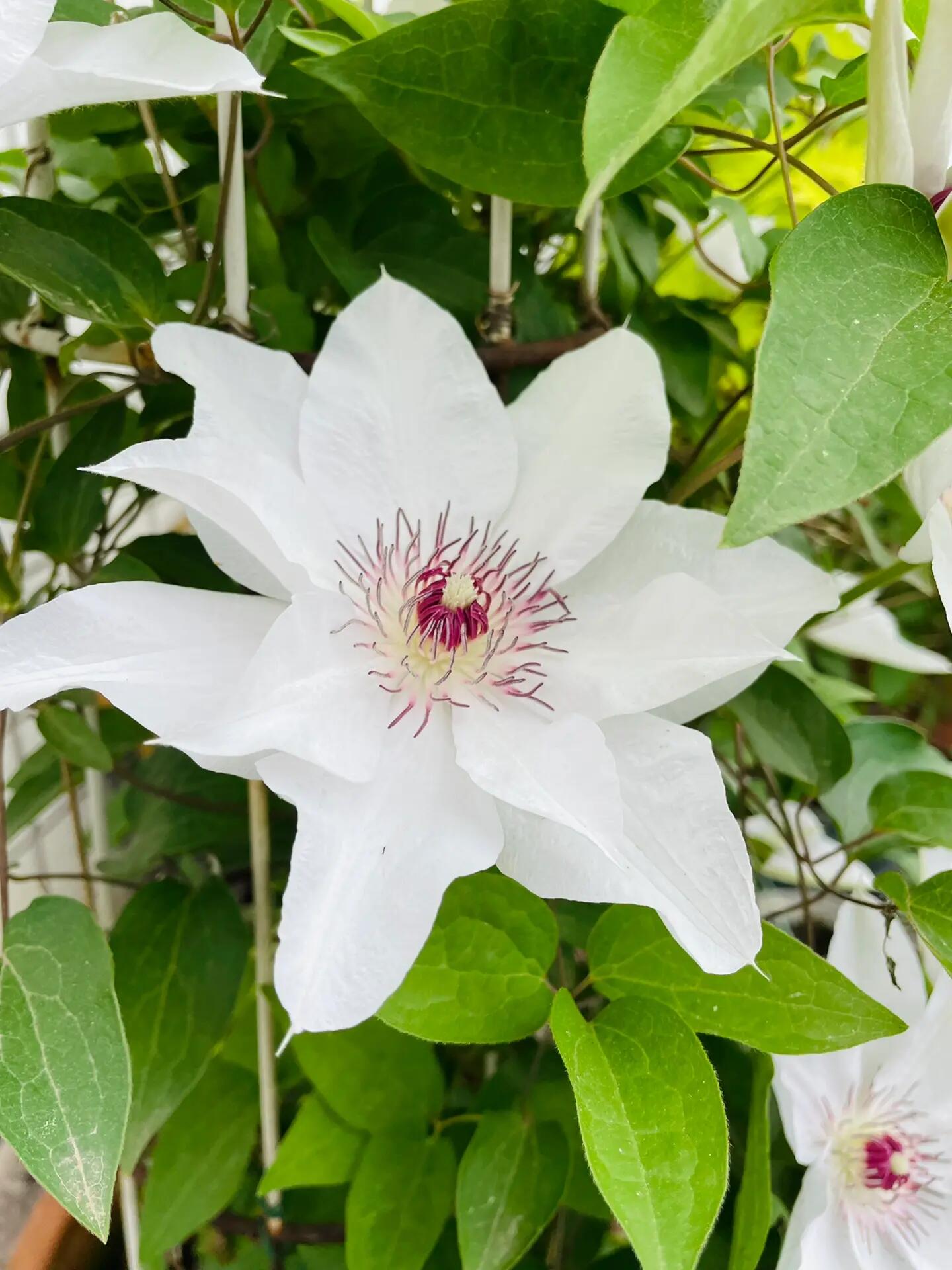 Clematis ''Haruyama｜はるやま| 晴山/ 春天''