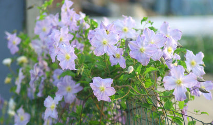 Clematis ‘’Blue Angel| あおてんし |蓝天使‘’