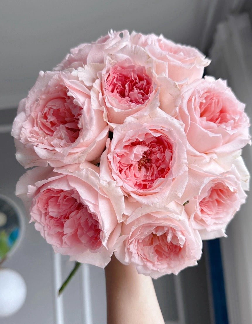 Rose  ’ Flow｜フロウ | 涌流
