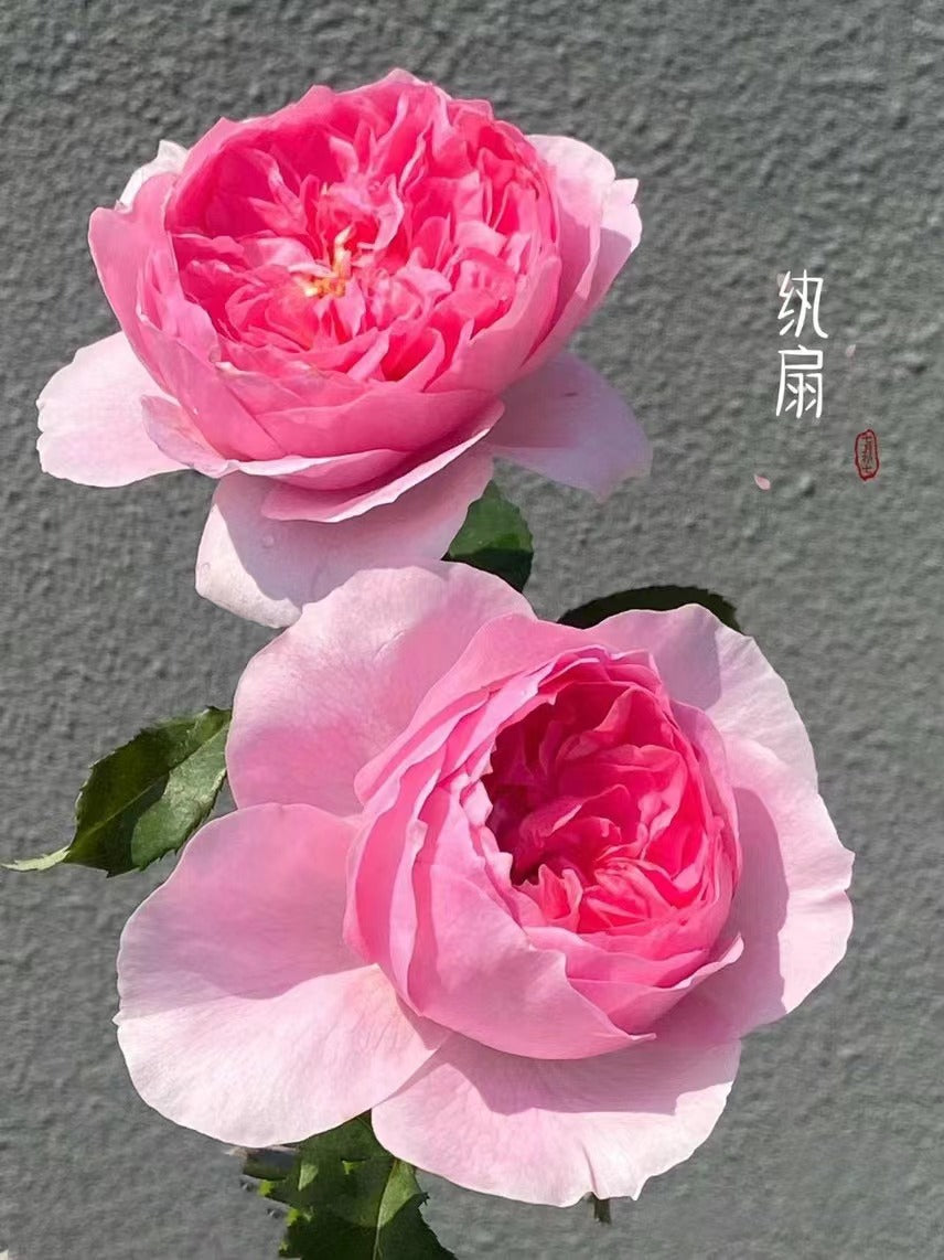 Rare Rose 'WanShan  | 纨扇| New varietie 2020 '