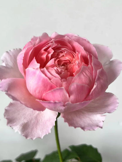 Rare Rose 'Tao Ran ｜桃染 ｜天狼月季'