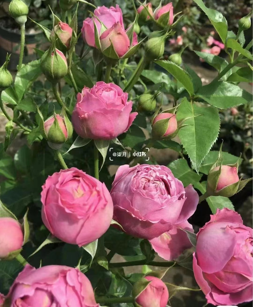 Rose 'Misty Bubbles | 紫雾泡泡'