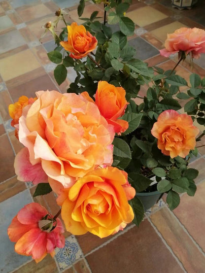 Rose  'El Paso ｜艾帕索 '  - Award winning
