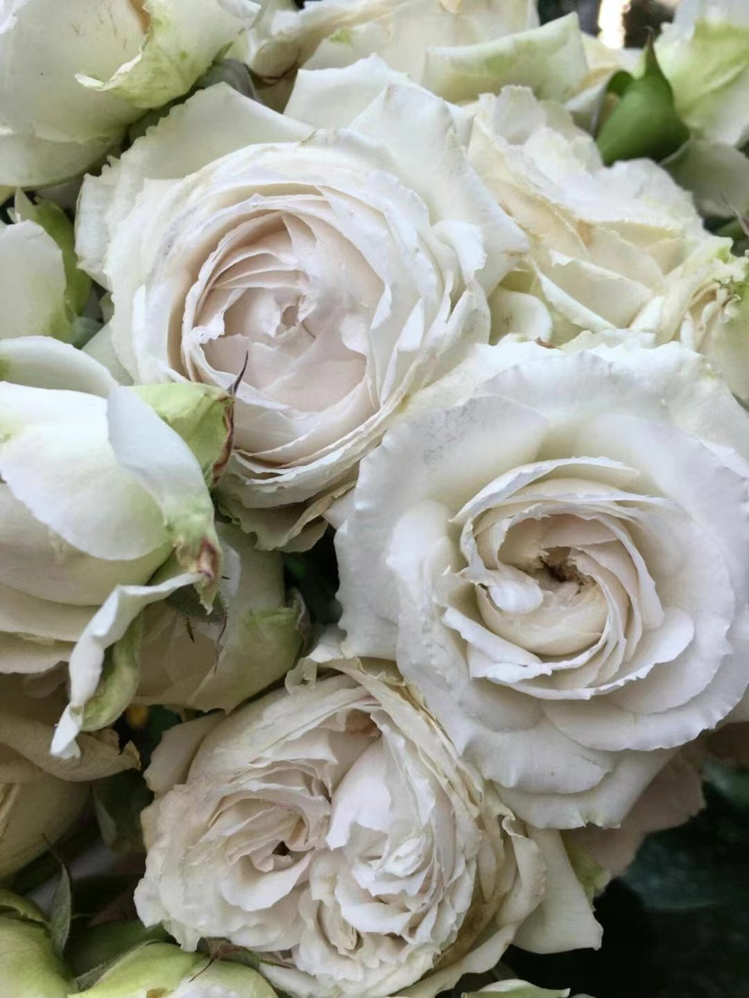 Rose 'Creed｜クリード ｜信念 ' - New Variety- 2020 | Award-winning