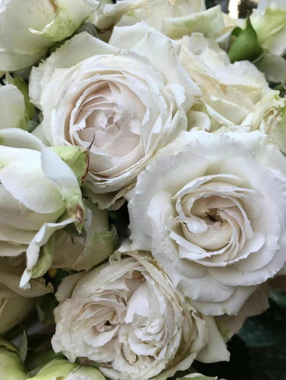 Rose 'Creed｜クリード ｜信念 ' - New Variety- 2020 | Award-winning