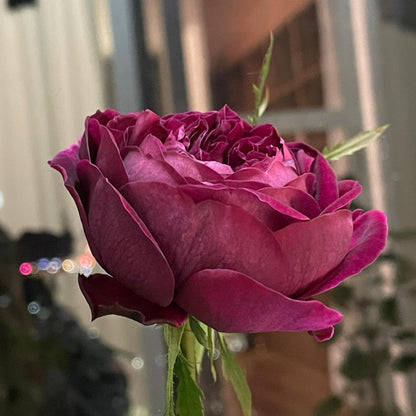 Rose  ‘ Royale | ロワイヤル | 皇宫 ’