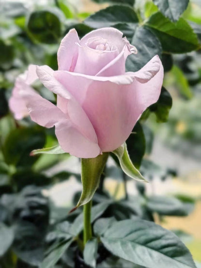 Rose 'Luxury Nove | ラグジュノーブ| 天然香水'