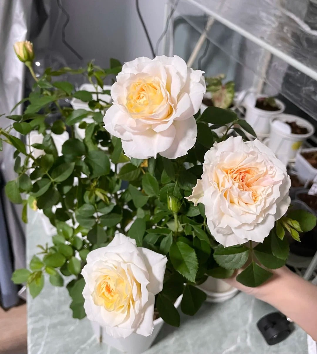 Rose ‘  lce Cream Balcony | 冰淇淋阳台 ’