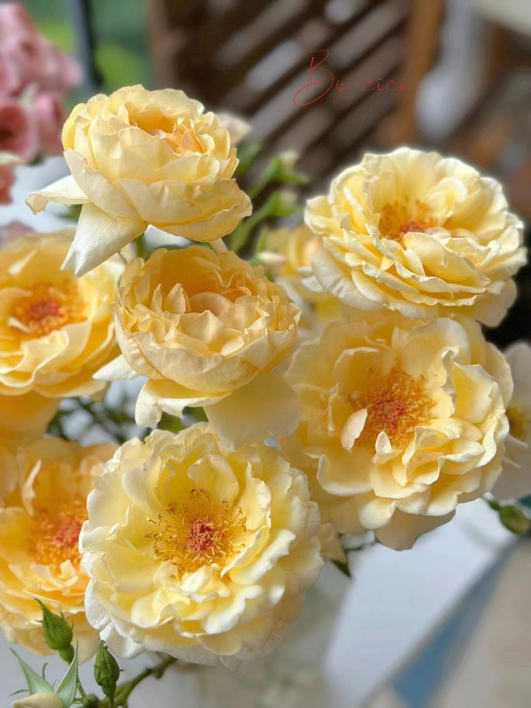 Yves Rose 'Gold Yves Piaget | 伊芙金伯爵'