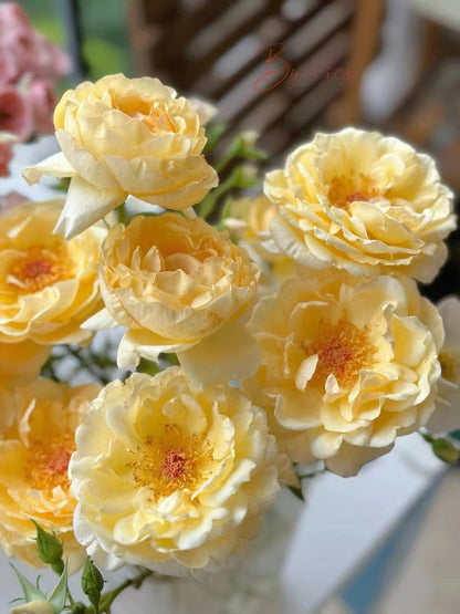 Yves Rose 'Gold Yves Piaget | 伊芙金伯爵'