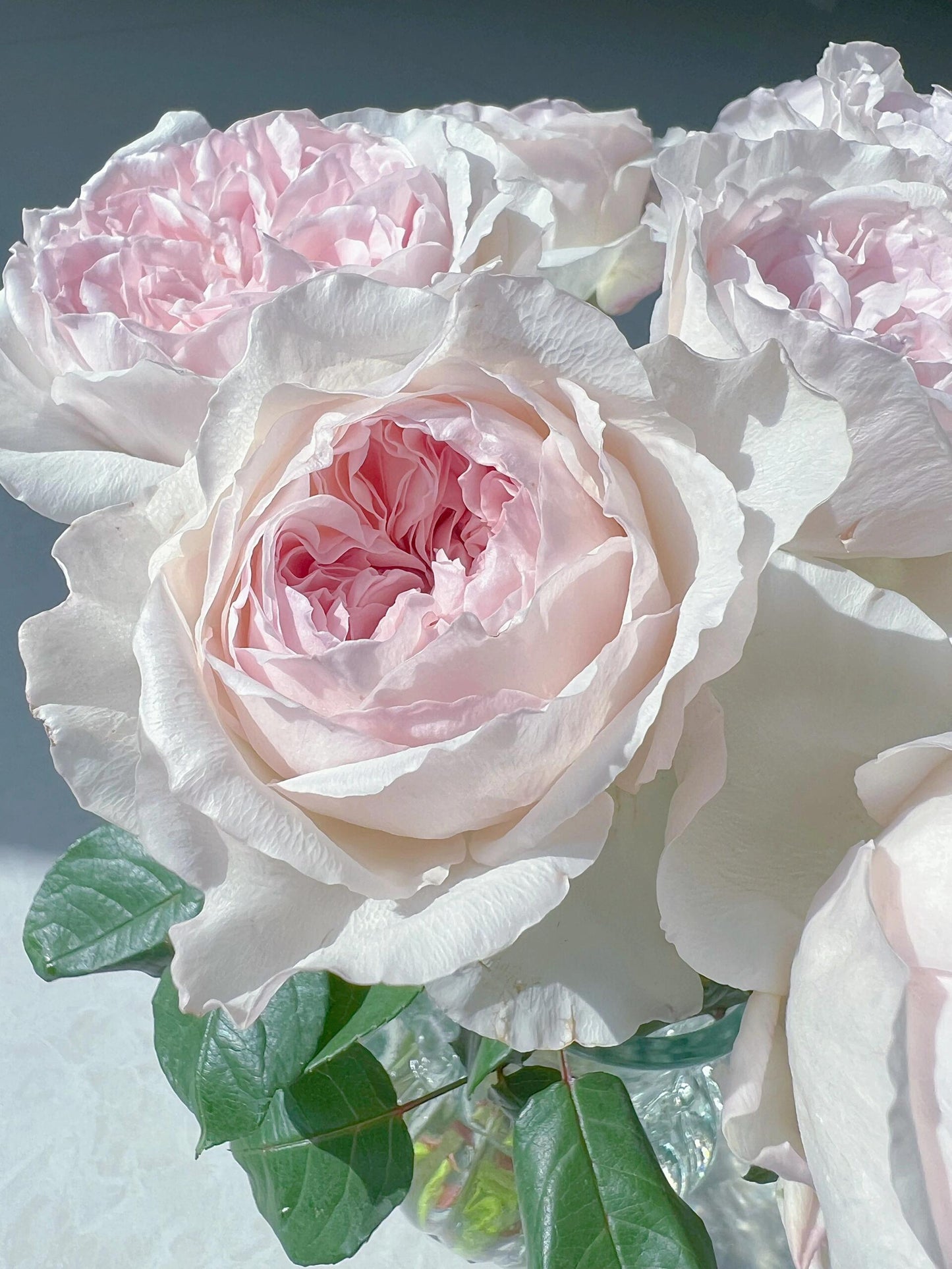 Rose  ‘ Les fraises ｜草莓奶昔 ’