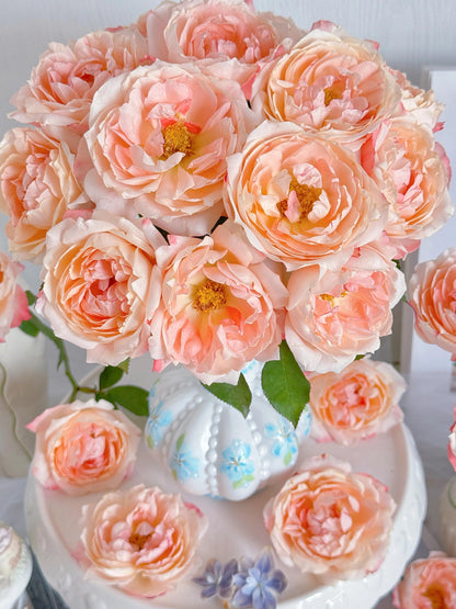 Rare Rosa ‘ Chance Pom |シャンスポム  | 苹果运气 ’