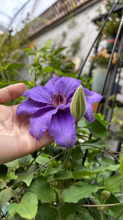 Clematis ‘’Parisienne |巴黎风情‘’