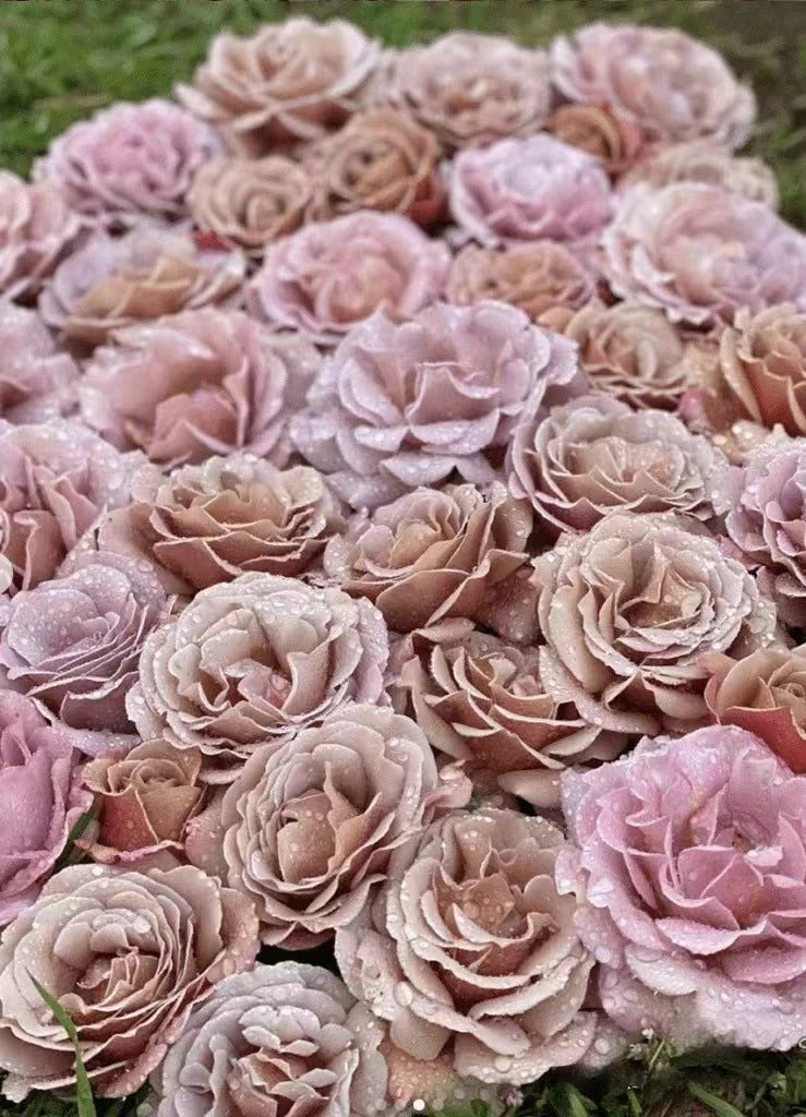 Rosa 'Koko Loko  | 可可洛可  '