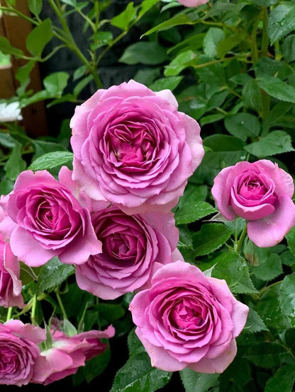 Rose 'Lavender Veranda｜薰衣草门廊'