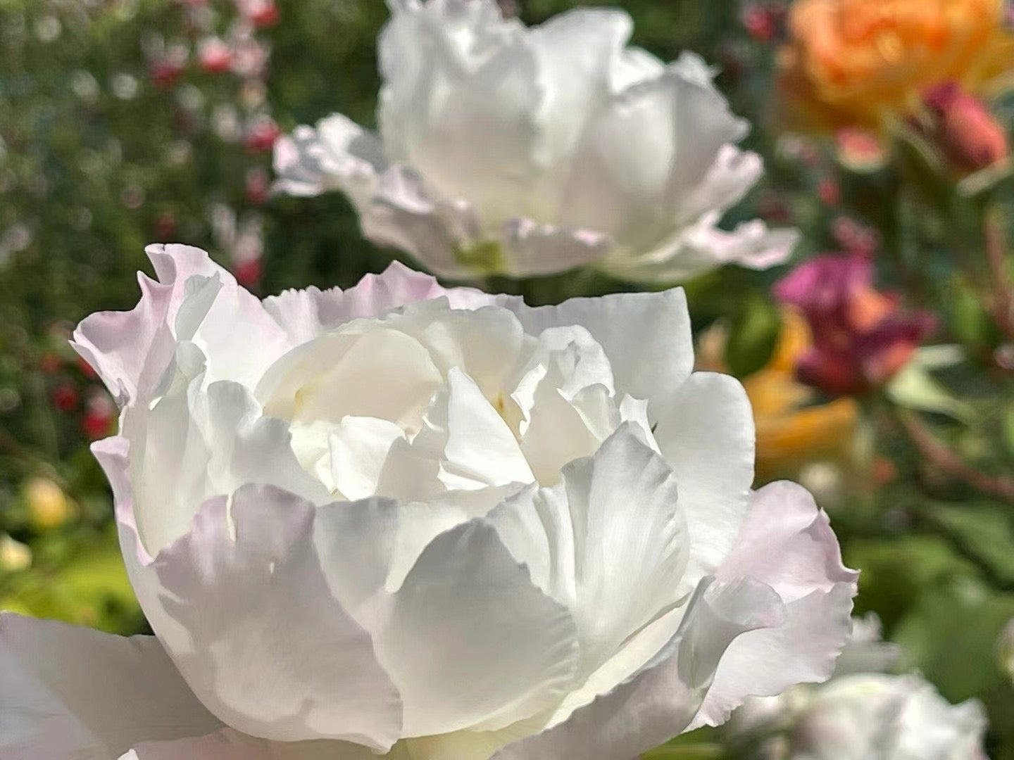 Rose 'Le Blanc ｜ル ブラン｜乐柏 '