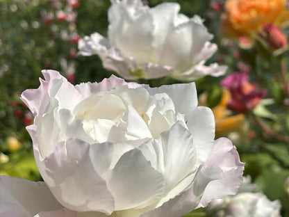 Rose 'Le Blanc ｜ル ブラン｜乐柏 '