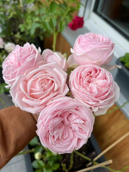 Rose 'Wellenspiel  | 仙女泉 '