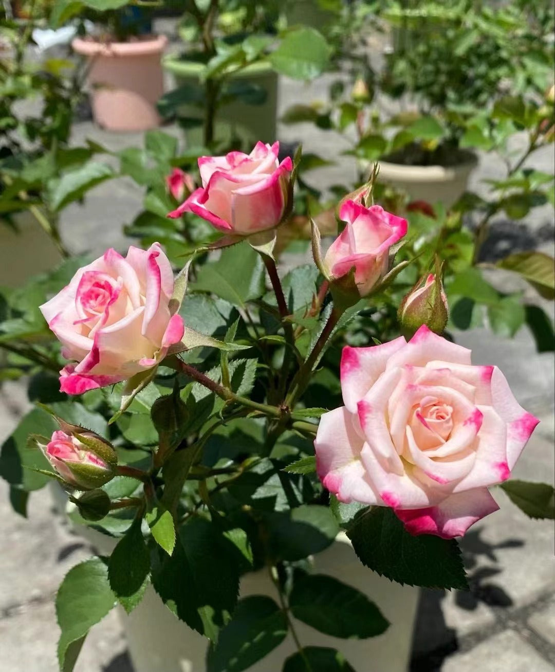 Rose 'Reflex | 折射泡泡 '