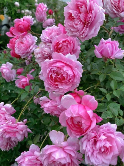 Rose 'Fée Clochette | フェクロシェット｜铃之妖精  '