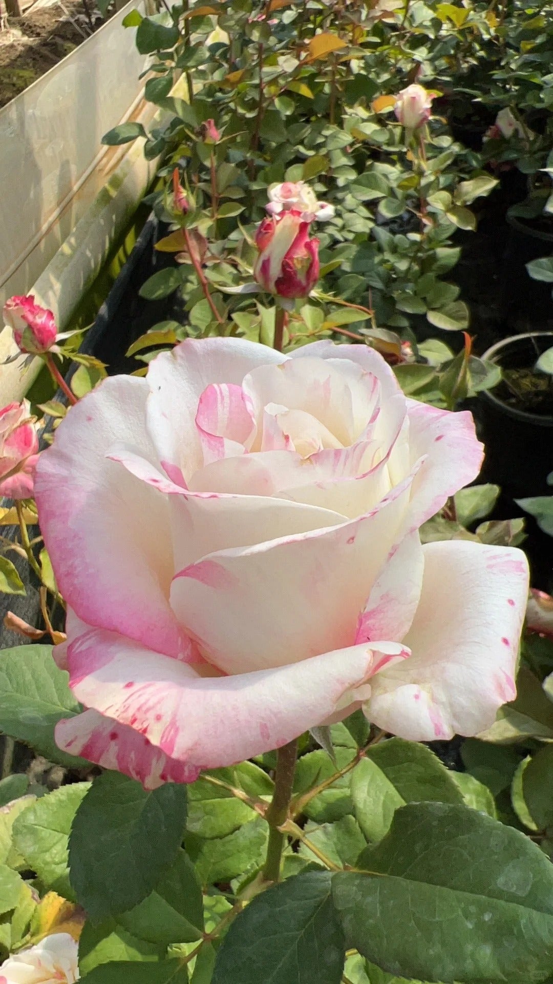 Rose ‘Nishang’ 霓裳