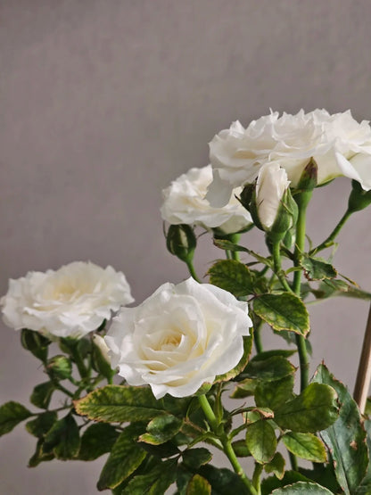 Rose ‘  lce Cream Balcony | 冰淇淋阳台 ’