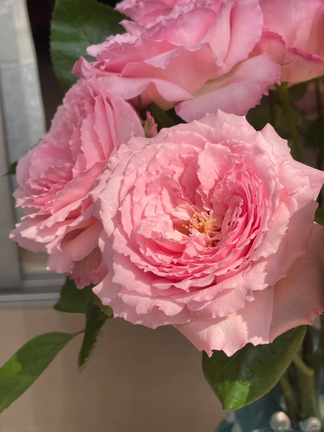 Rose '  Mayra's Rose PINK  |粉梅拉