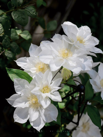 Clematis  ’ Isago |  伊萨哥