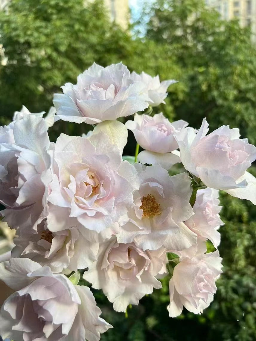 Rose ‘Saphiret  |サフィレット|莎菲天使 ’