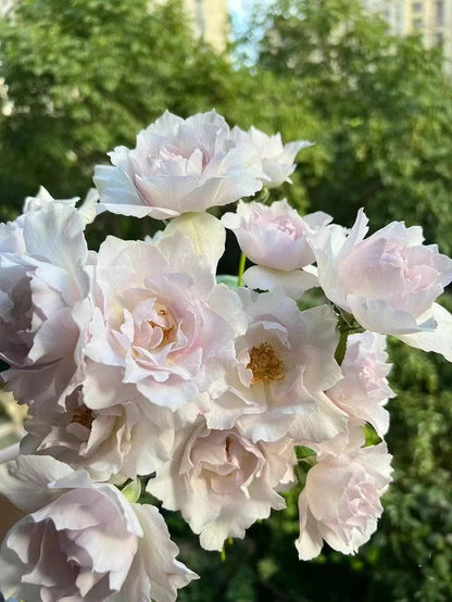 Rose ‘Saphiret  |サフィレット|莎菲天使 ’