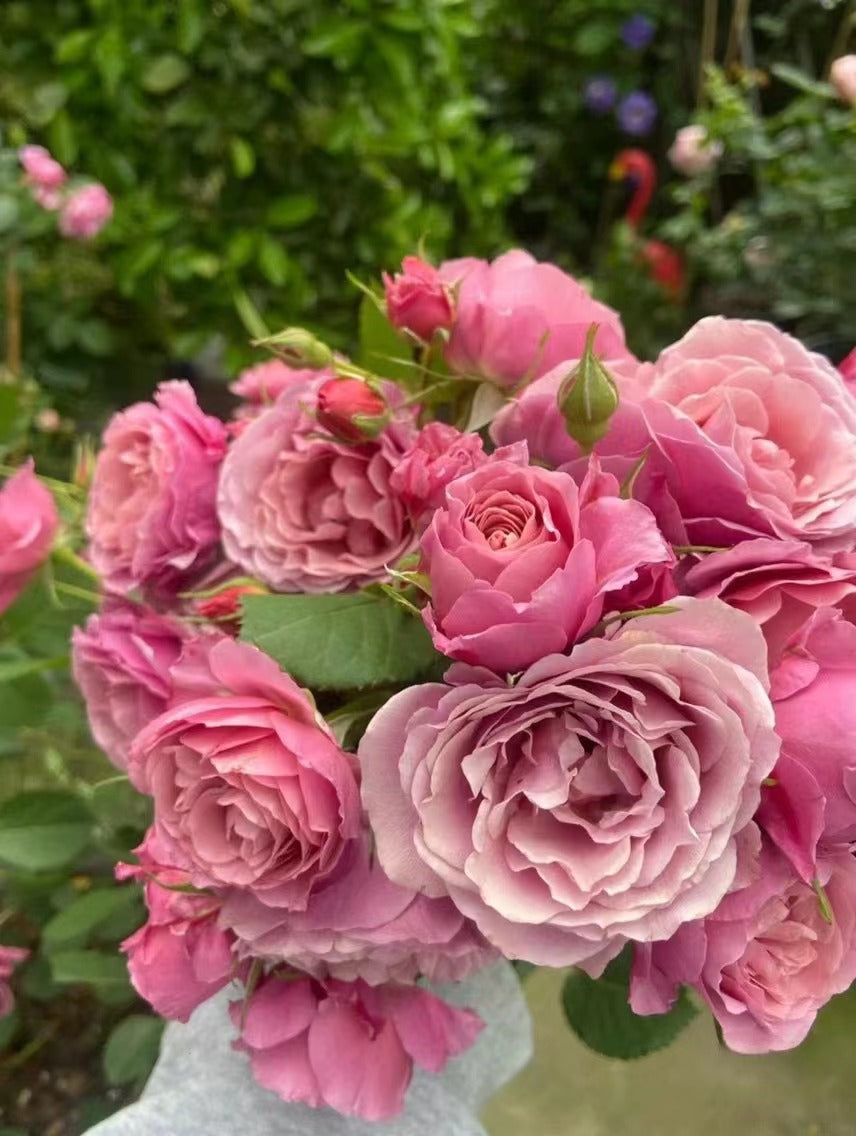 Rose ‘Aoi |あおい|葵 ’