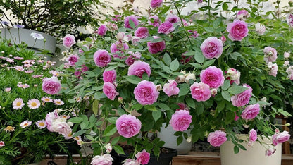 Rose 'Aunt Margy's | 拇指姑娘 | 麻吉婶婶 '