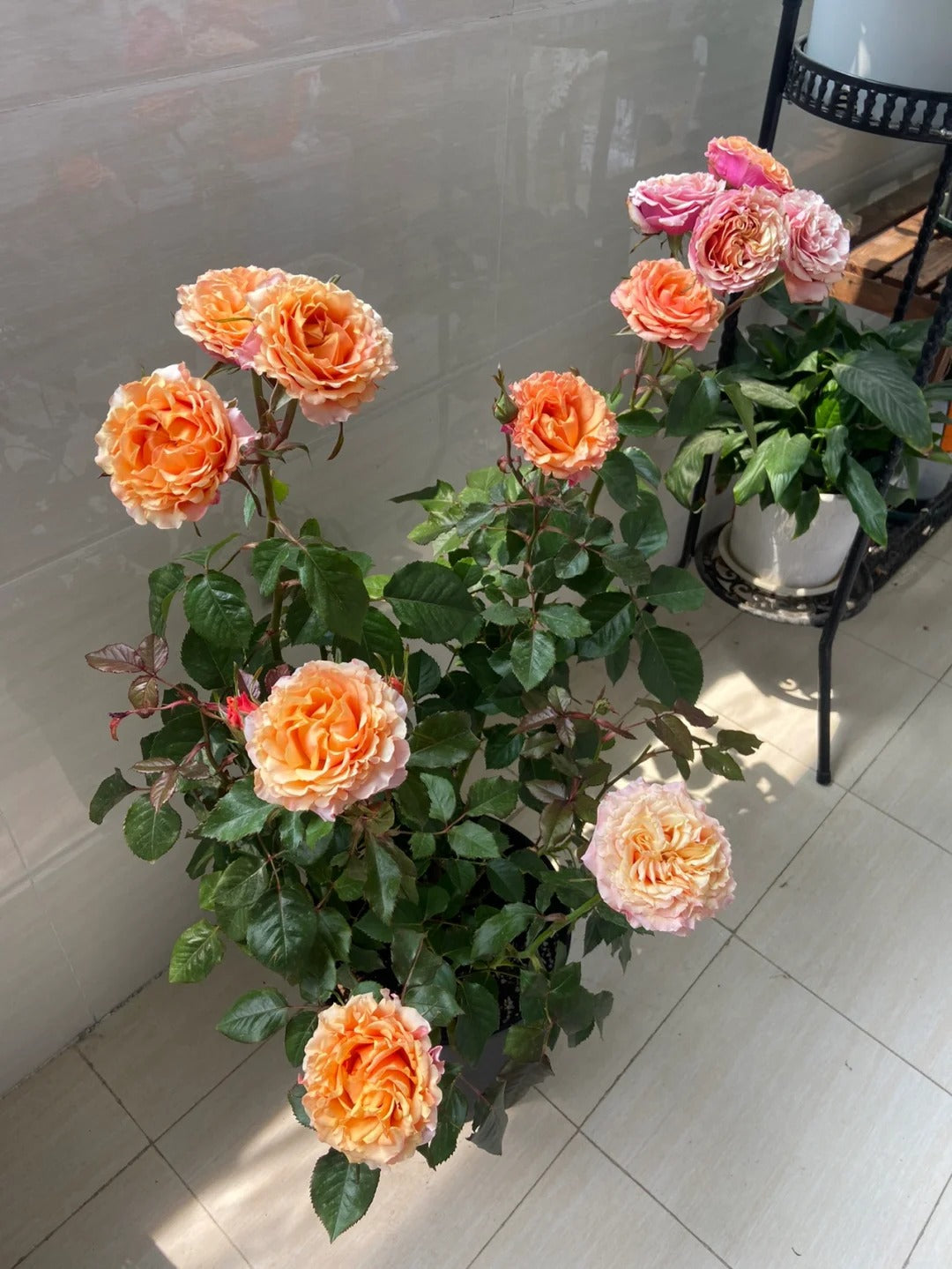 Rose  ‘   Cherry Brandy |  チエリ-プランデ- ’  樱桃白兰地