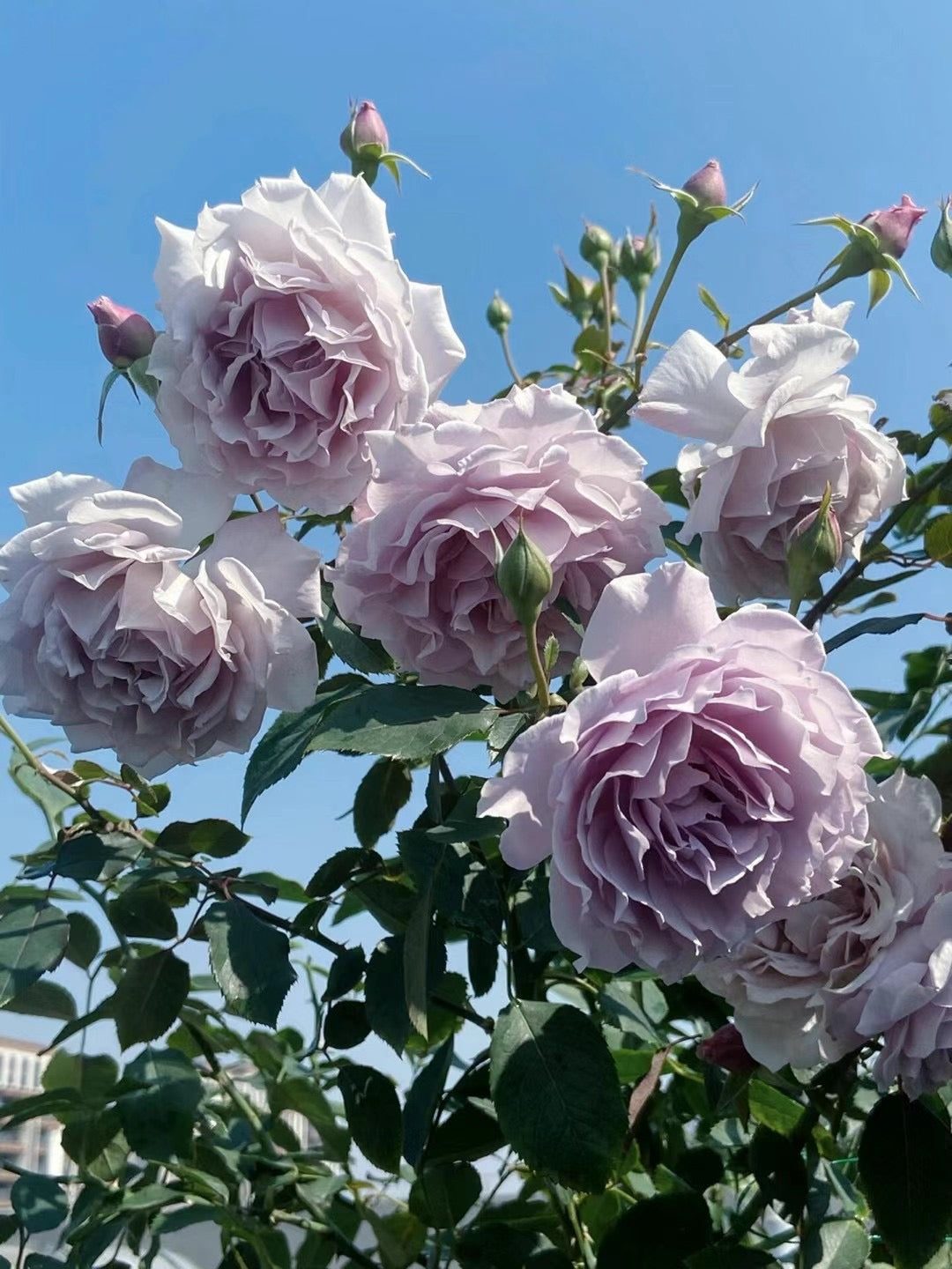 Rose ' Libellula | リベルラ | 蜻蜓 '