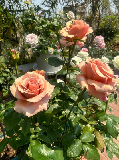 Rose  ‘ RP Moab ’ 莫泊